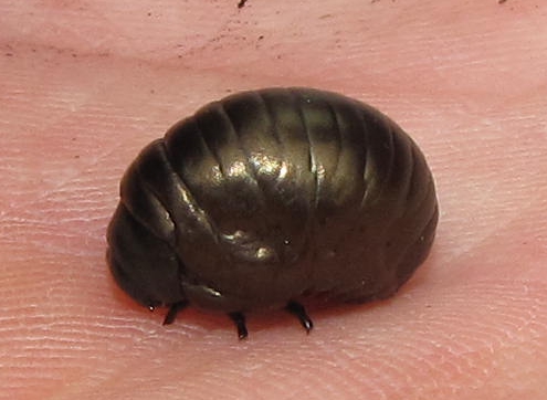 Larva Timarcha